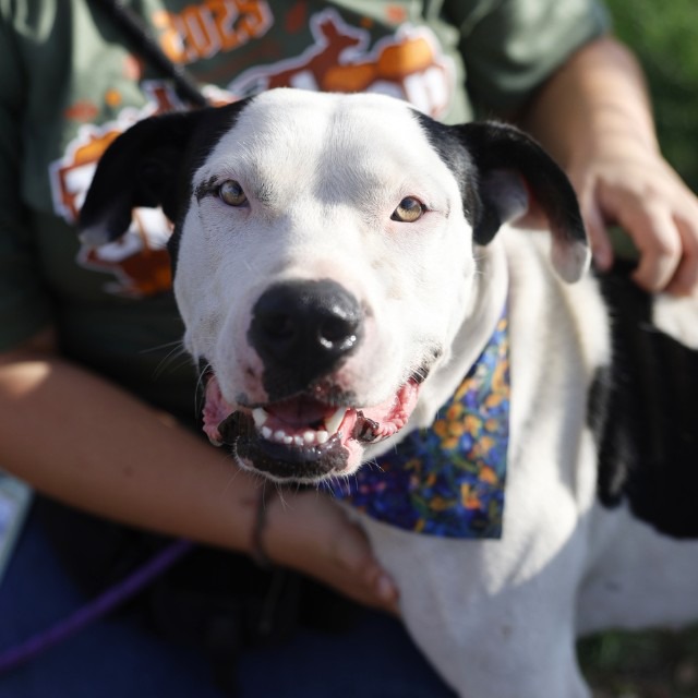 Percy, a American Staffordshire Terrier (mix breed), available for adoption