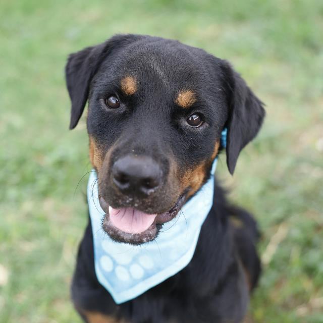 Poof, a Rottweiler (mix breed), available for adoption