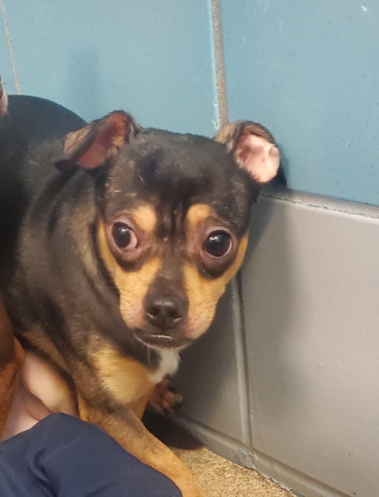 Old Man, a Chihuahua (mix breed), available for adoption