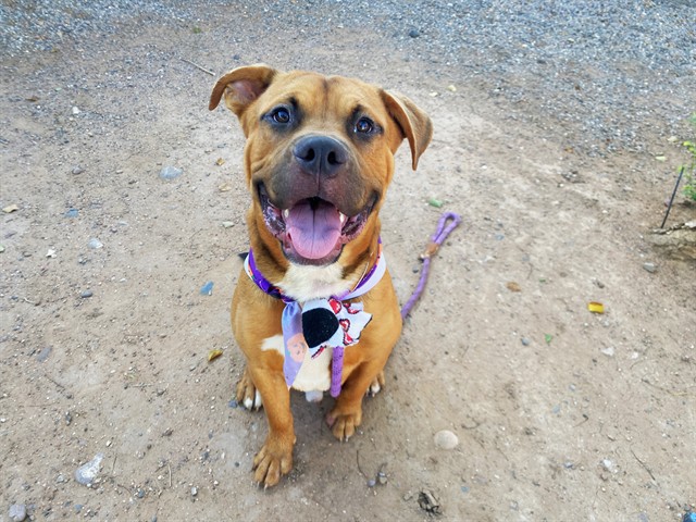 Buddy, a Bullmastiff (mix breed), available for adoption