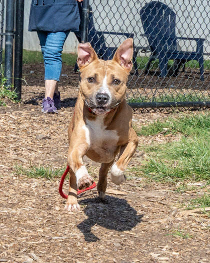 Tazzy, a American Staffordshire Terrier (mix breed), available for adoption