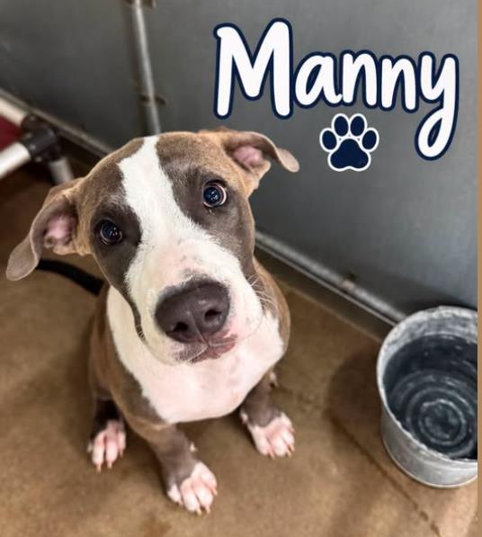 Manny, a Pit Bull Terrier (mix breed), available for adoption