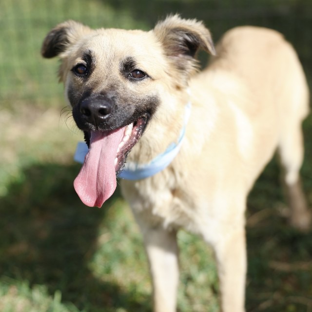 Sherman, a Shepherd (mix breed), available for adoption