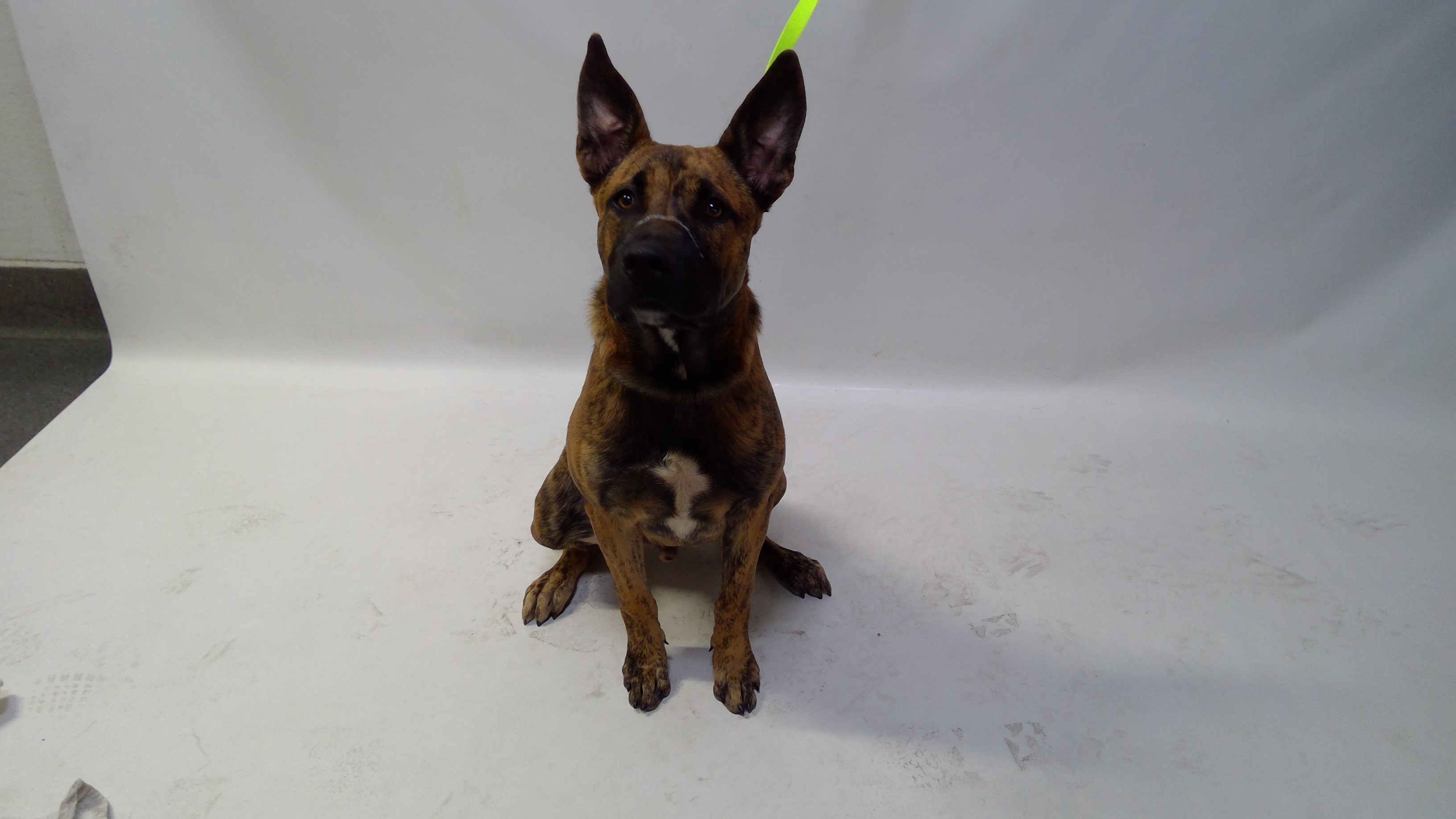 27-02688, a Dutch Shepherd (mix breed), available for adoption