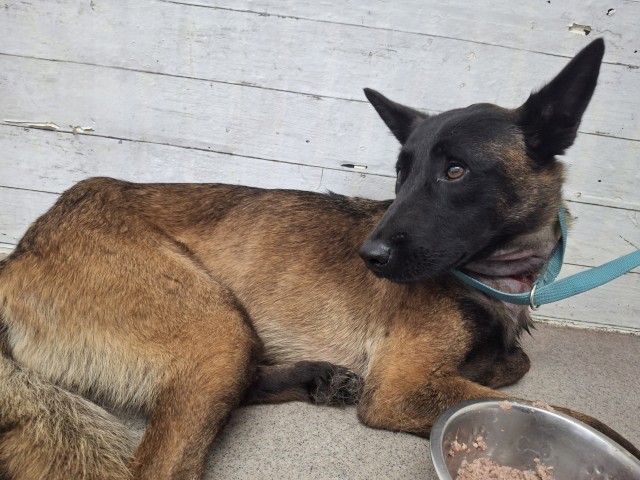 Pumkin, a Belgian Shepherd Malinois (mix breed), available for adoption