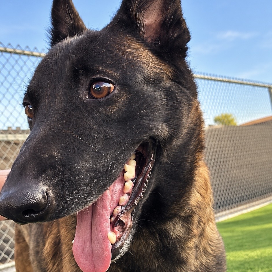 Klara, a Belgian Shepherd Malinois, available for adoption