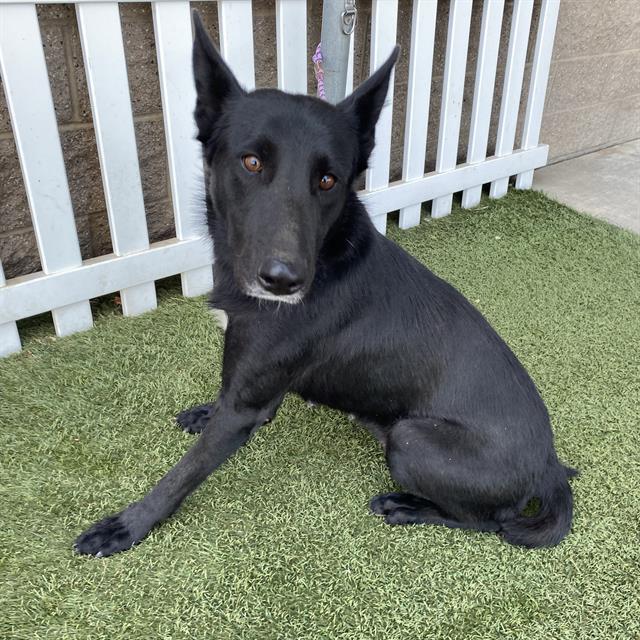 Chaka, a Belgian Shepherd Malinois, available for adoption
