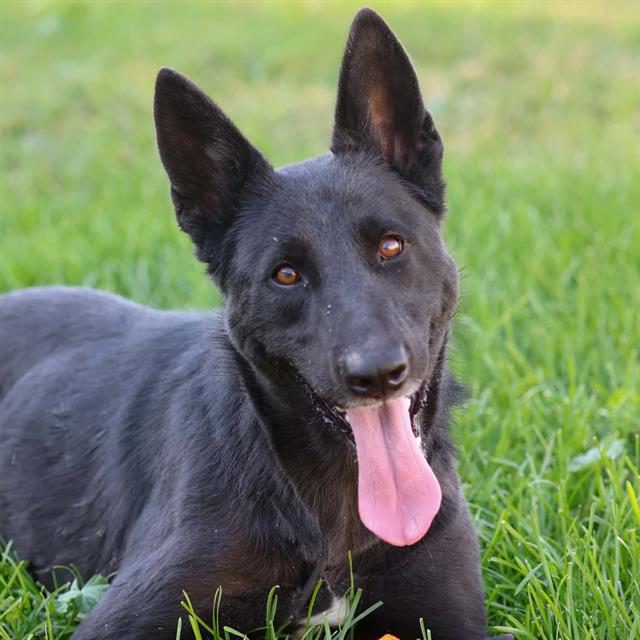 Chaka, a Belgian Shepherd Malinois, available for adoption
