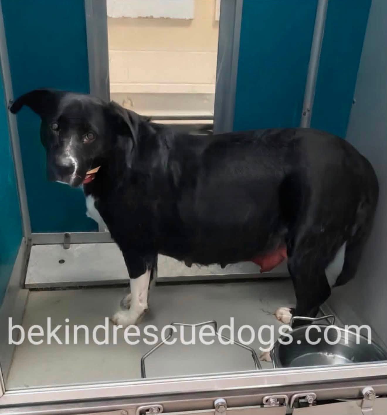 A481244, a Labrador Retriever, available for adoption