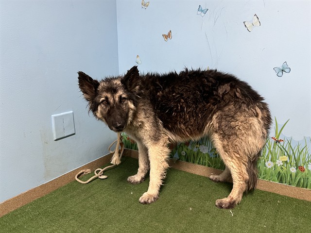 Athena, a German Shepherd, available for adoption