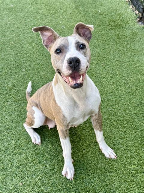 Muffy, a American Staffordshire Terrier (mix breed), available for adoption