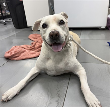 Hugo, a Labrador Retriever, available for adoption