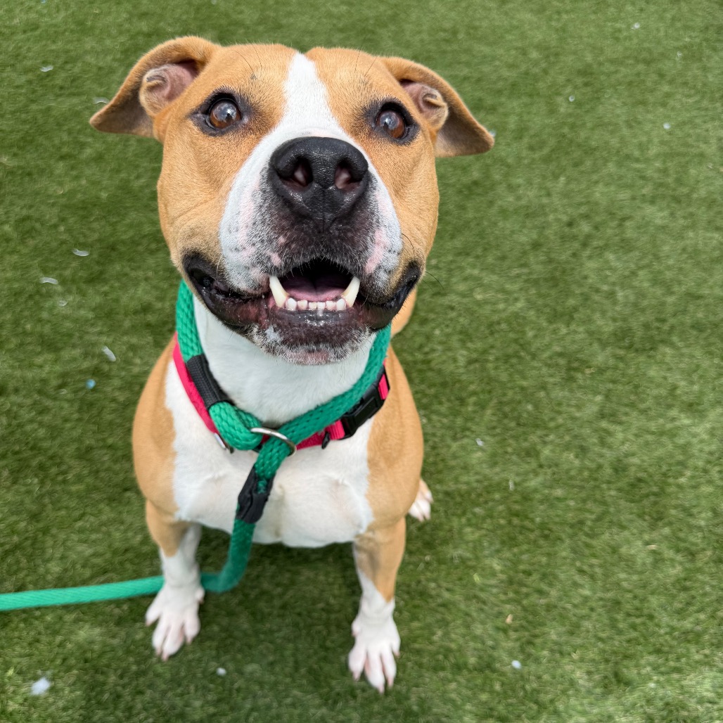 Harpo, a Pit Bull Terrier, available for adoption