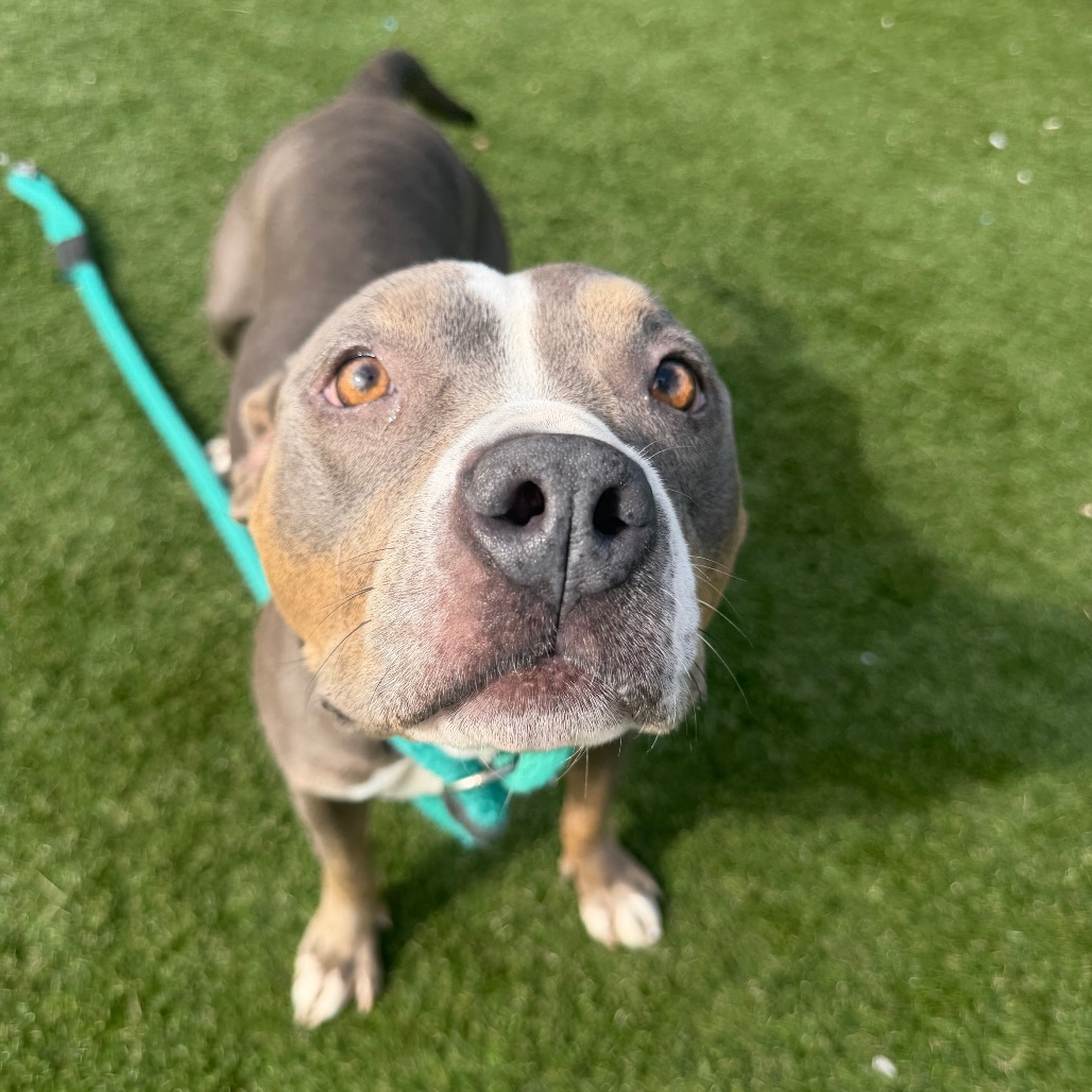Texas, a Pit Bull Terrier (mix breed), available for adoption