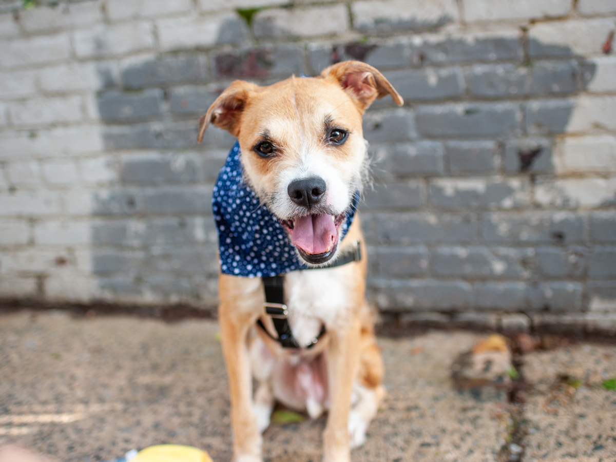 Superstar, a American Staffordshire Terrier, available for adoption