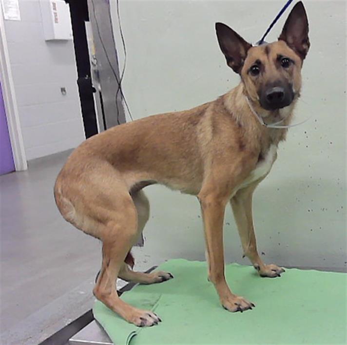 Selena, a Belgian Shepherd Malinois (mix breed), available for adoption