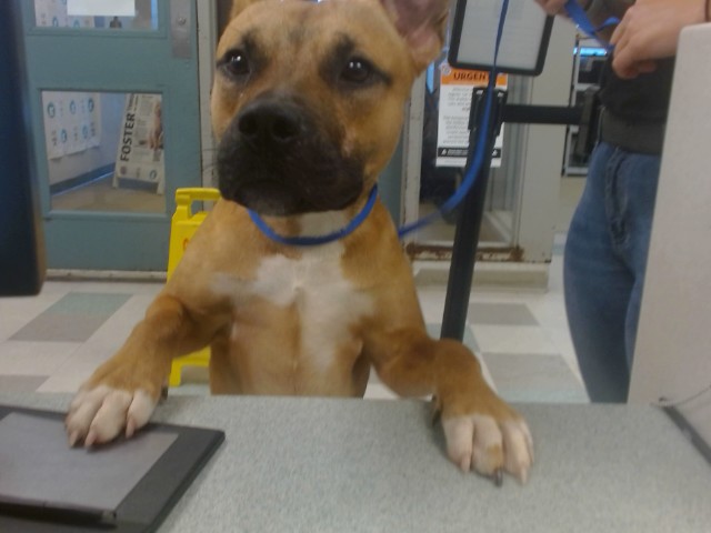A481808, a Black Mouth Cur, available for adoption