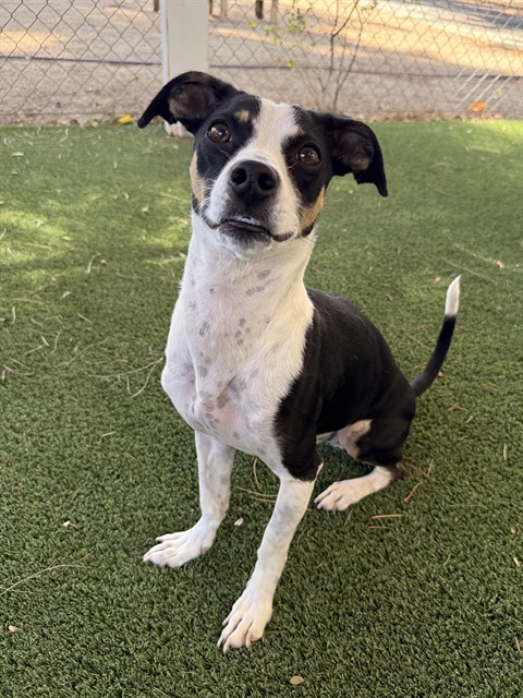 Rex Emileo, a Dachshund, available for adoption