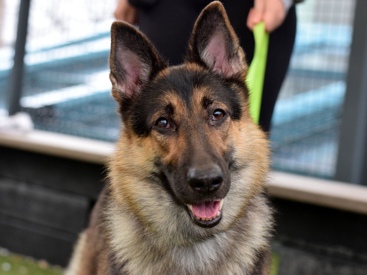 Kangkang, a German Shepherd, available for adoption