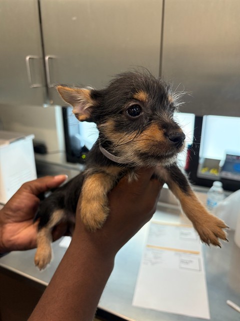 A5806647, a Chihuahua, available for adoption