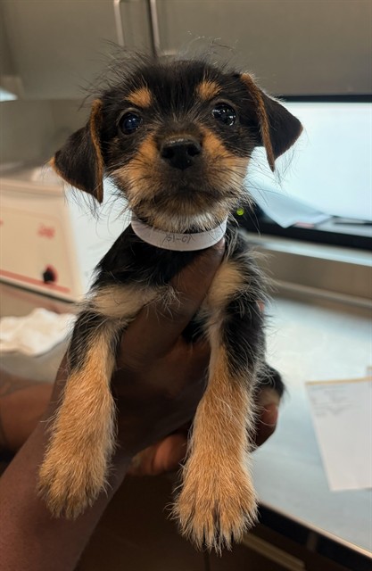 A5806646, a Chihuahua, available for adoption