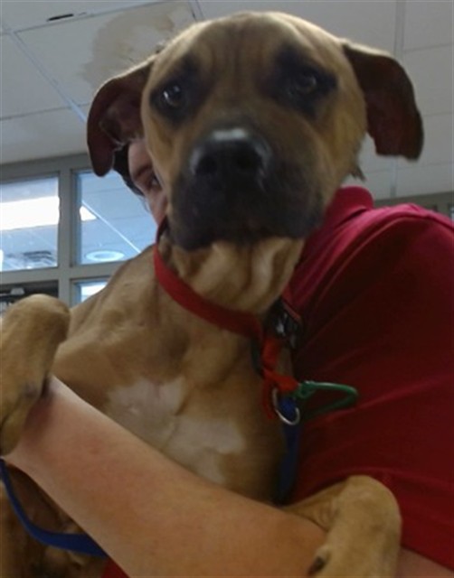 A482017, a Boxer (mix breed), available for adoption