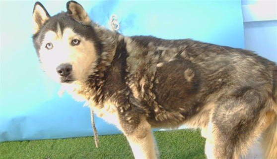 Sparky, a Siberian Husky, available for adoption