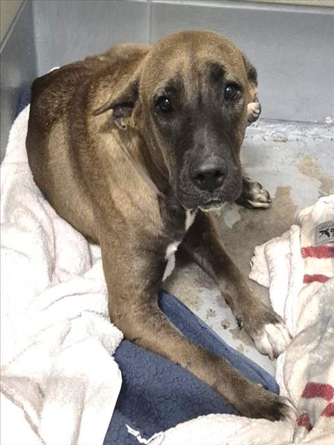 Mavis, a Black Mouth Cur (mix breed), available for adoption