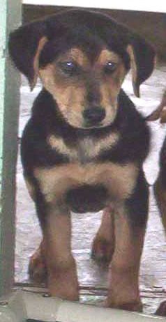 Other Photos of thie Dog