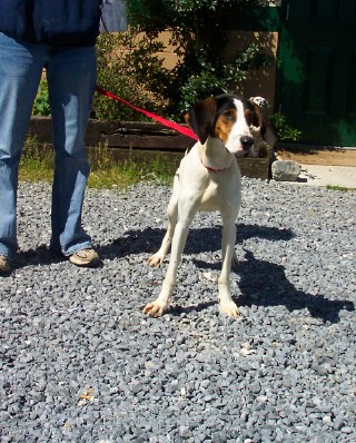 Other Photos of thie Dog