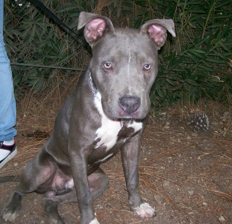 Other Photos of thie Dog