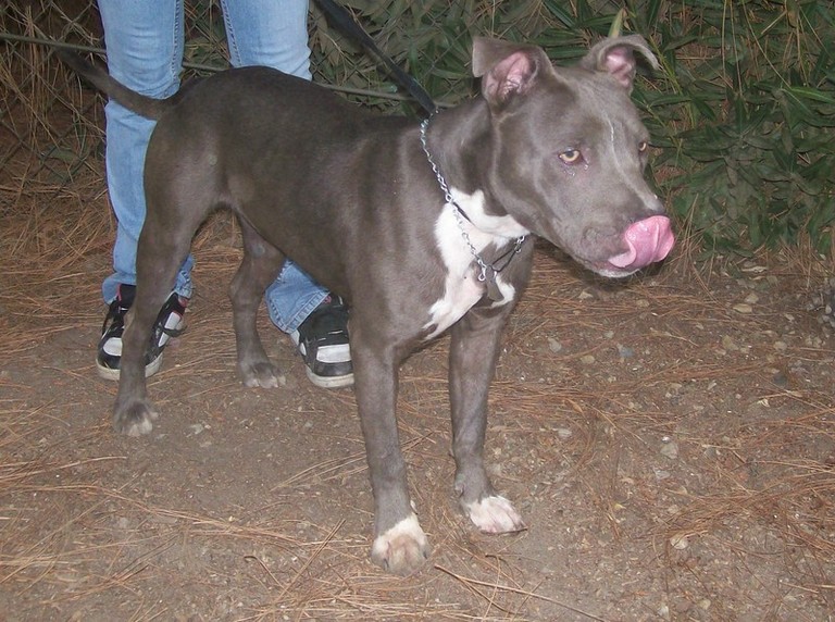 Other Photos of thie Dog