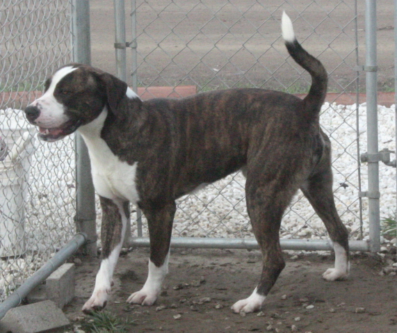 Other Photos of thie Dog