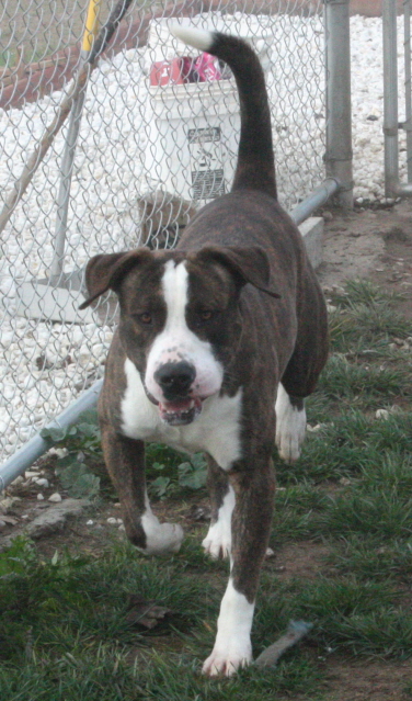 Other Photos of thie Dog