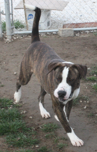 Other Photos of thie Dog