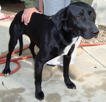 Other Photos of thie Dog