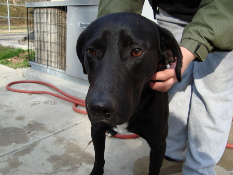 Other Photos of thie Dog