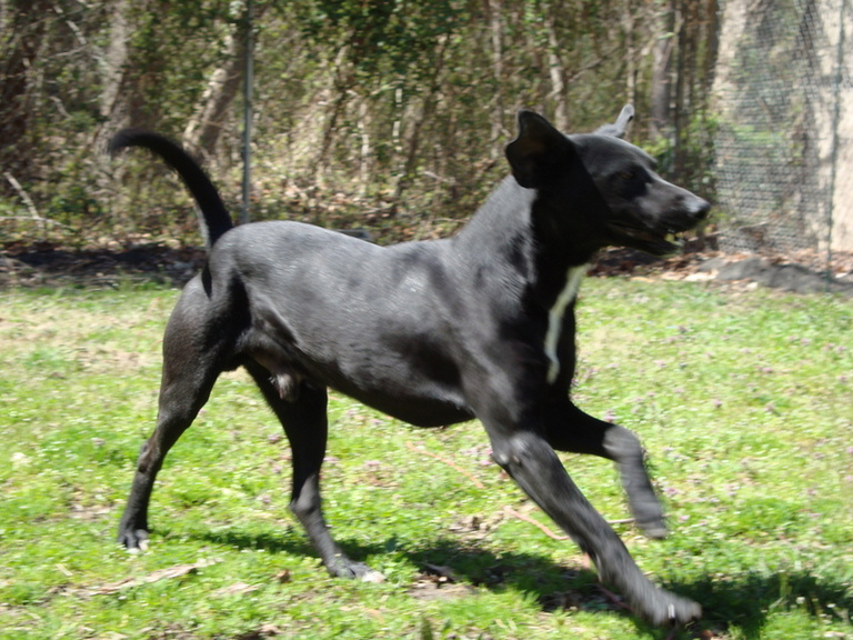 Other Photos of thie Dog