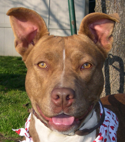Other Photos of thie Dog