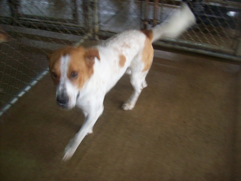 Other Photos of thie Dog