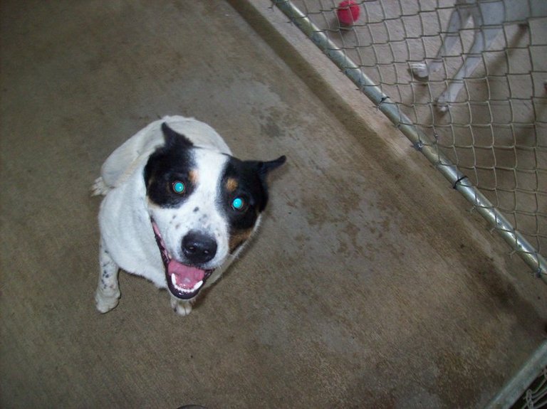 Other Photos of thie Dog