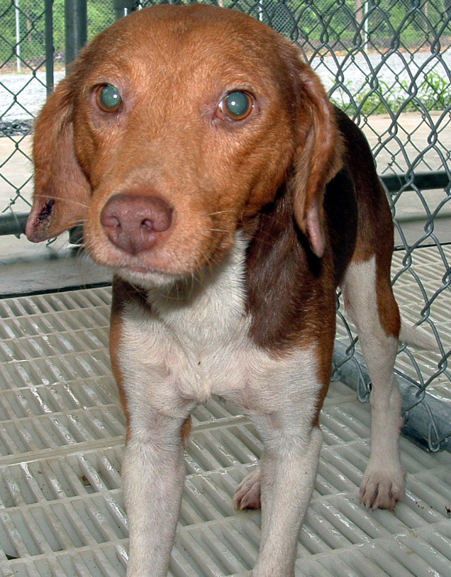 Other Photos of thie Dog