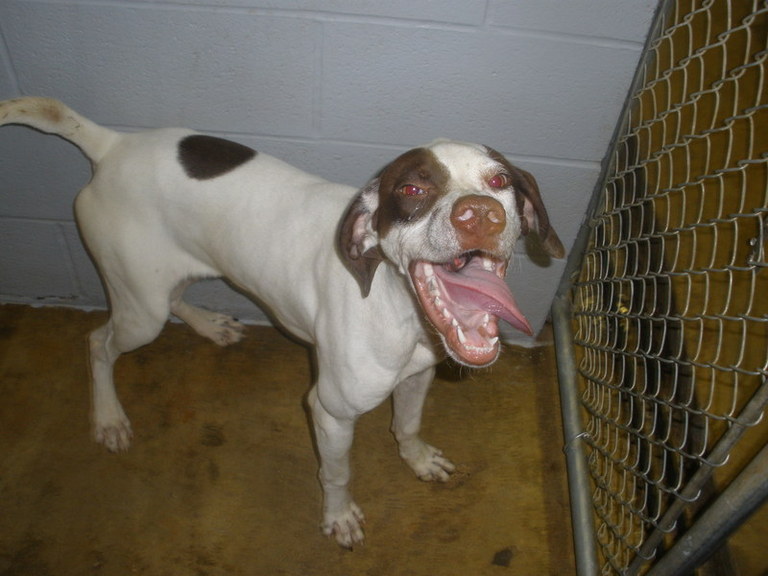 Other Photos of thie Dog