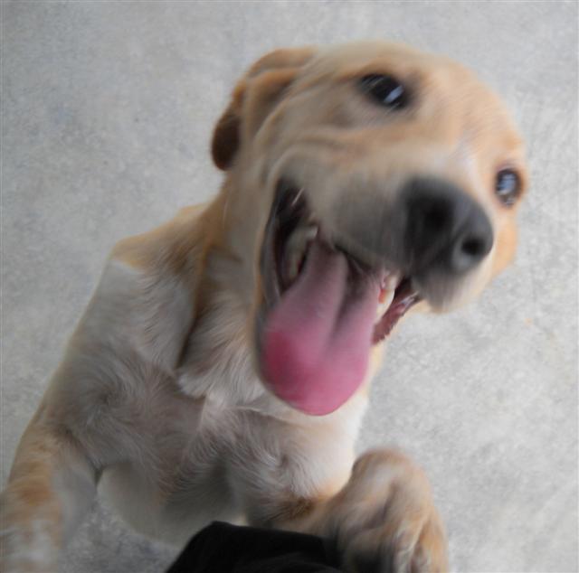 Other Photos of thie Dog