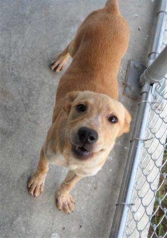Other Photos of thie Dog