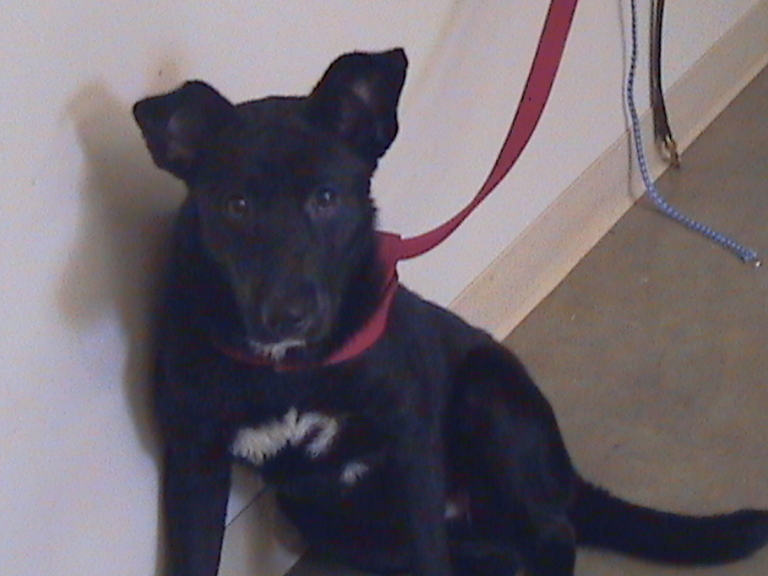 Other Photos of thie Dog