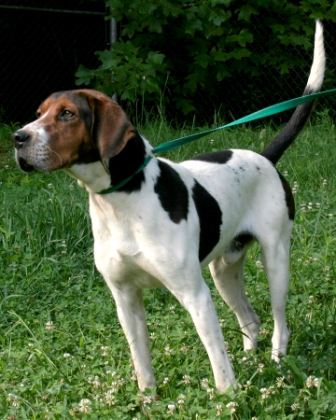 Other Photos of thie Dog