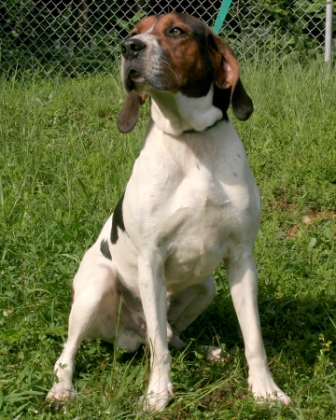 Other Photos of thie Dog