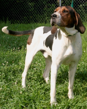 Other Photos of thie Dog