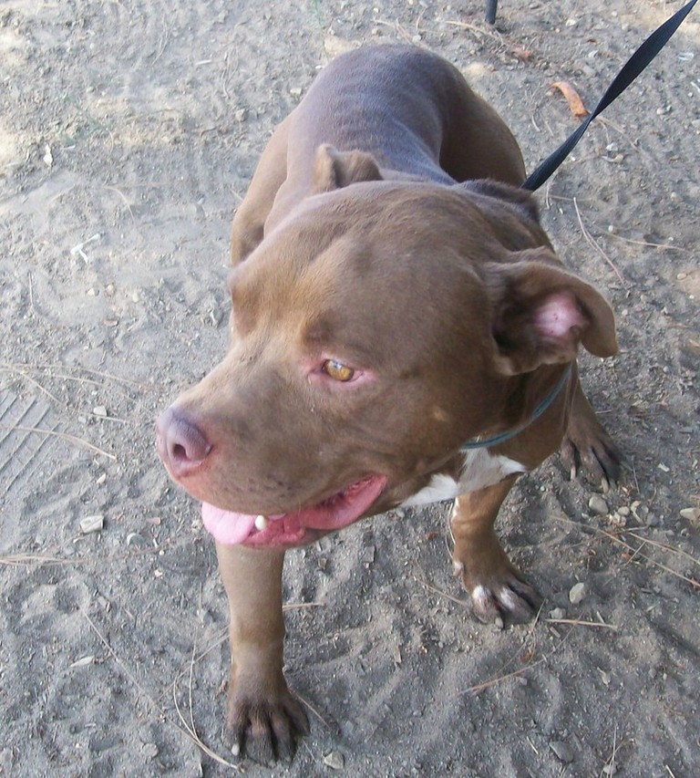 Other Photos of thie Dog